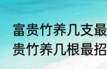 富贵竹养几支最旺运属蛇的 属蛇养富贵竹养几根最招财