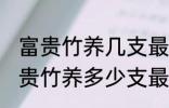 富贵竹养几支最旺运办公室 办公室富贵竹养多少支最旺运