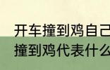 开车撞到鸡自己也摔有什么兆头 开车撞到鸡代表什么意思