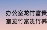 办公室龙竹富贵竹养几支最旺运 办公室龙竹富贵竹养多少支最旺运