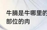 牛腩是牛哪里的肉 牛腩是牛身上哪个部位的肉