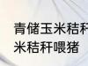 青储玉米秸秆怎样喂猪 如何做青储玉米秸秆喂猪