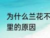 为什么兰花不能养家里 兰花不能养家里的原因