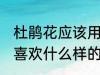 杜鹃花应该用什么样的土来养 杜鹃花喜欢什么样的土壤