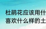 杜鹃花应该用什么样的土来养 杜鹃花喜欢什么样的土壤