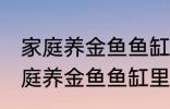 家庭养金鱼鱼缸里放什么水草好呢 家庭养金鱼鱼缸里放哪种水草好呢