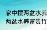 家中摆两盆水养富贵竹好不好 家中摆两盆水养富贵竹可以吗