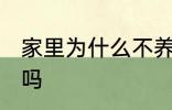 家里为什么不养扶桑 家里可以养扶桑吗