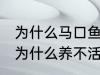 为什么马口鱼鱼缸养不活 马口鱼鱼缸为什么养不活